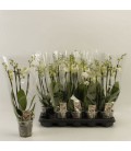 Phalaenopsis Blanc Ø 12 h 55 4 b