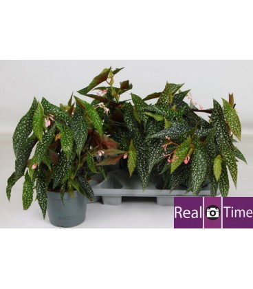 Begonia Double dot Ø 12