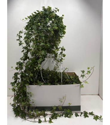 Lierre pot de 24 long 90 cm