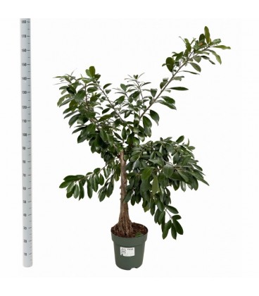 Ficus Natal trinova Ø 27 h 160