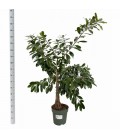 Ficus Natal trinova Ø 27 h 160