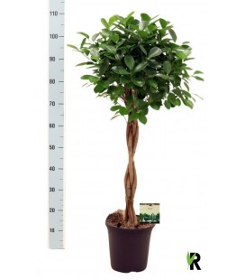 Ficus Moclame Ø 23 h 110
