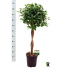 Ficus Moclame Ø 23 h 110