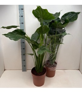 Alocasia Cucullata Ø21 h 100