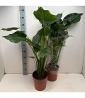 Alocasia Cucullata Ø21 h 100