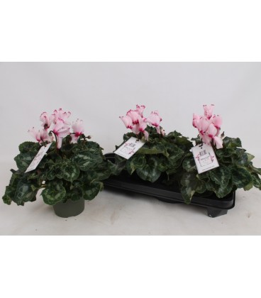 Cyclamen pot de 12 H 30 /35
