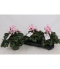 Cyclamen pot de 13 