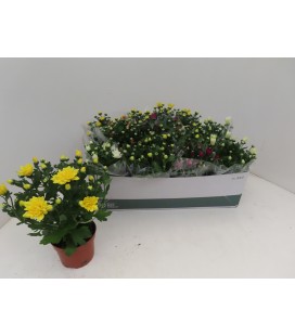 Chrysantheme Mix pot  de 12 CM