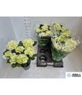 Hortensia Schneeball pot de 14