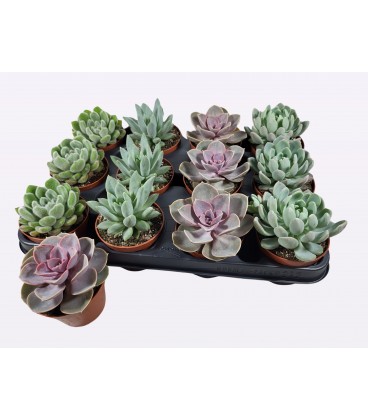 Echeveria mix Ø 8.50
