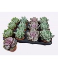 Echeveria mix Ø 8.50