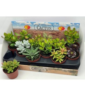 Succulente Ov Ø 10.5