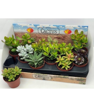 Succulente Ov Ø 10.5
