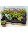 Succulente Ov Ø 10.5