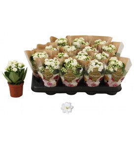 Kalanchoe Don Dione Ø 07