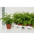 Adianthum Fragrans pot de 13