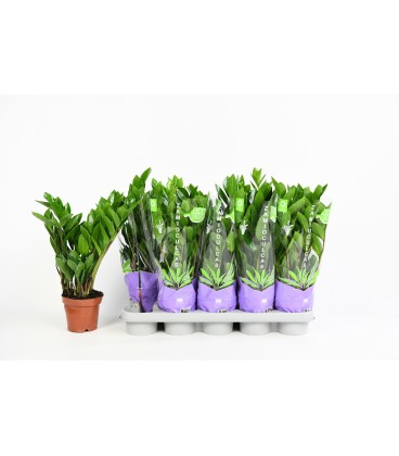 Zamioculcas pot de 12