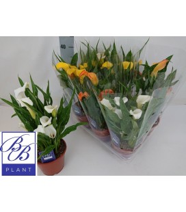 Calla mix Ø 14 h 40