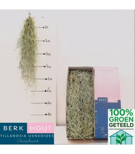 Tillansia suspension 50 cm