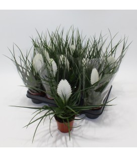 Tillansia Biancini Ø09