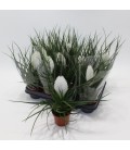 Tillansia Biancini Ø09