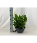 Spathiphyllium coupe de 27