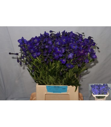 Delphinium Atlantis 50 cm