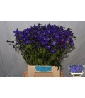 Delphinium Atlantis 50 cm
