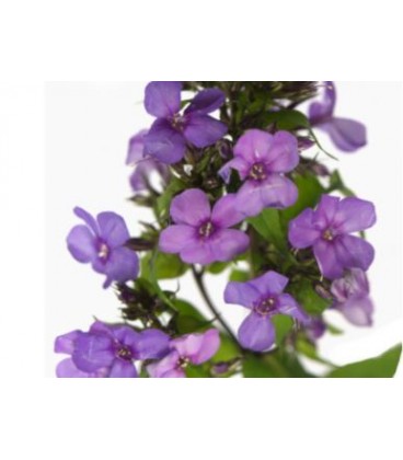 Phlox p miss molly 50 cm