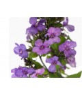 Phlox p miss molly 50 cm
