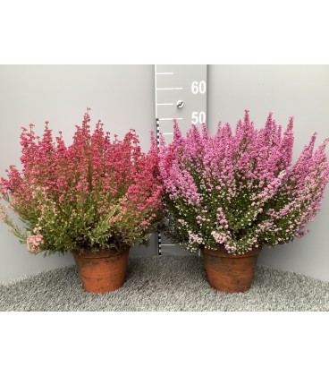 Erica Gracilis Ø 16
