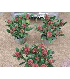 Skimmia rub 7 fl + Ø 13