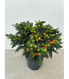 Solanum  Mandarin Pot de 17 
