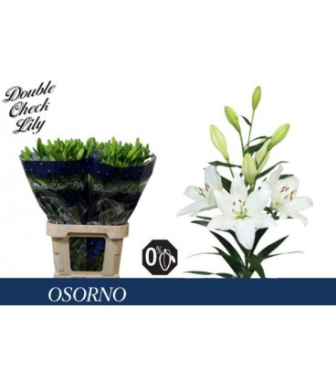 Lys Osorno 