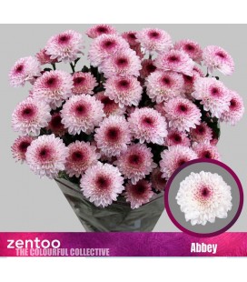 Chrysantheme Abbey 70 cm