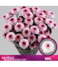 Chrysantheme Abbey 70 cm