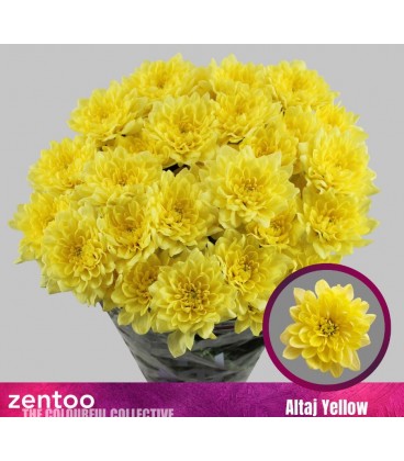 Chrysantheme Altaj yellow 70 cm