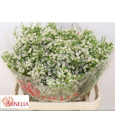 Wax Pearl Butto 80 cm