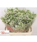 Wax Pearl Butto 80 cm