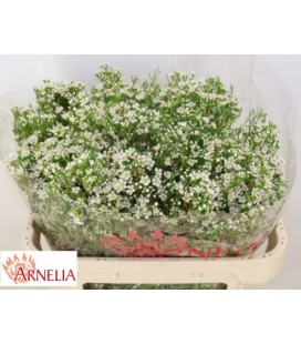 Wax pearl butto 70 cm