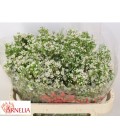 Wax pearl butto 70 cm