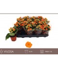 Kalanchoe orange Ø 08