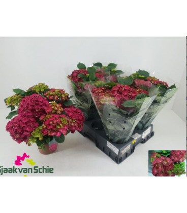 Hortensia M Fire Ø13 h 40
