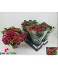 Hortensia M Fire Ø13 h 40
