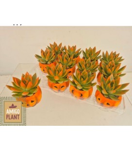 Echeveria Miranda Ø 06 + cache pot 