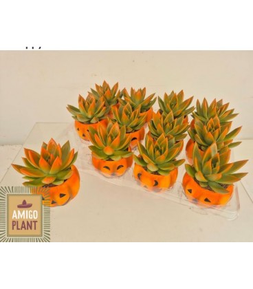 Echeveria Miranda Ø06