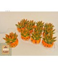 Echeveria Miranda Ø06