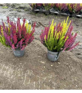 Calluna Beauty lady trio Ø 11