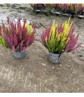 Calluna Beauty lady trio Ø 11