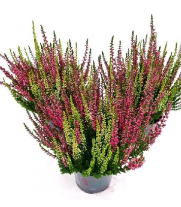 Calluna Beauty Lady  Bicolor Ø 9.50